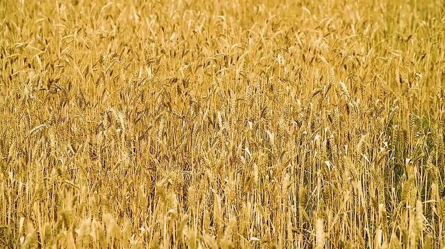Wheat field. Golden ripe ears of wheat swing in the wind
