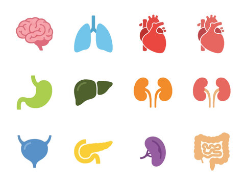 Collection of Human Organ Icons Featuring Brain, Lungs, Heart, Stomach, Liver, Kidneys, Bladder, Pancreas, and Intestines