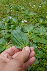 Hand holding broadleaf plantain leaf for identification © tonifrito
