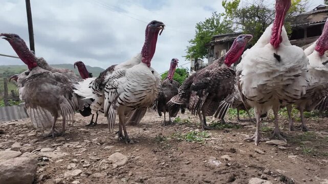 Adult turkeys live in the countryside.