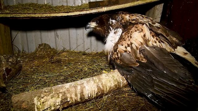 White-tailed eagle (Haliaeetus albicilla) in an aviary.