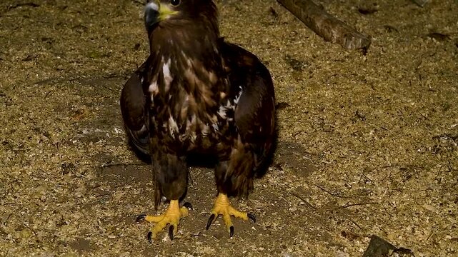 White-tailed eagle (Haliaeetus albicilla) in an aviary.