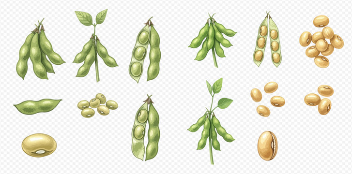 Soybean pods and beans set. Realistic green edamame and dried soy seeds. Agricultural plant collection.