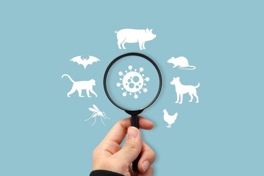Zoonotic virus transmission concept with magnifying glass, animal silhouettes and pathogen symbol illustrating infectious disease spread between animals and humans