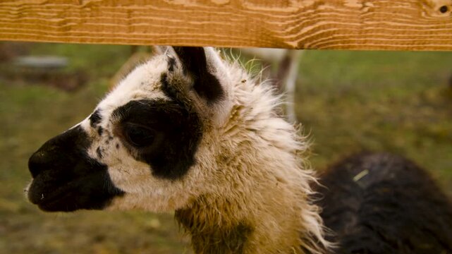Alpacas in a fenced enclosure on a farm, on a cloudy autumn day.