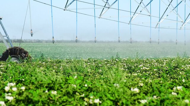 Automatic irrigation system (sprinkler system) that waters plants in a potato field.