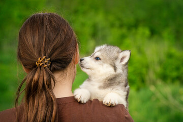 A cute Siberian husky puppy leans in to sniff a young woman's face, creating a sweet moment that looks like a kiss. The fluffy pet sits on her shoulder against a green background © Alina Ziabrieva