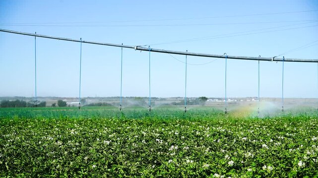 Automatic irrigation system (sprinkler system) that waters plants in a potato field.