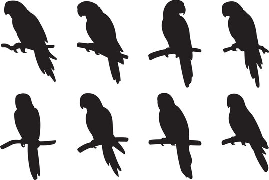 Black silhouette parrot perched on branch