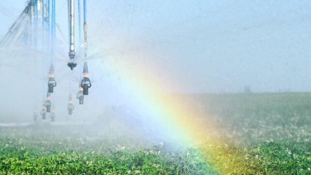 Automatic irrigation system (sprinkler system) that waters plants in a potato field.
