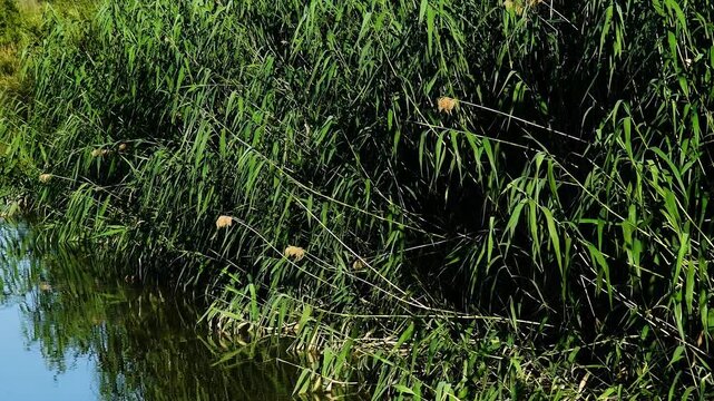 Reeds grow along the water's edge, their leaves partially submerged in a pond, small lake, or slow-flowing river.