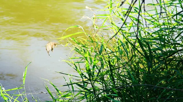 Reeds grow along the water's edge, their leaves partially submerged in a pond, small lake, or slow-flowing river.