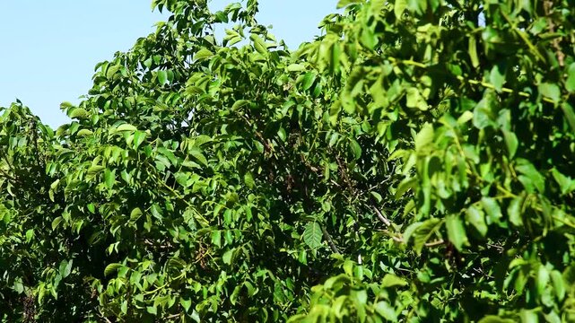 Close-up of a tree with lush green leaves.