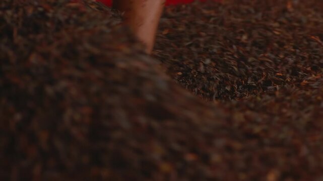 Close-up of wet black tea leaf in warm light