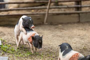 Adorable little pig is riding on the back of another little pig © littlepigpower
