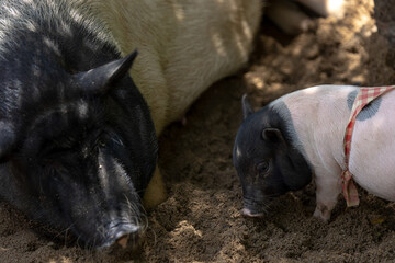 Mother pig and her adorable piglets on the ground © littlepigpower