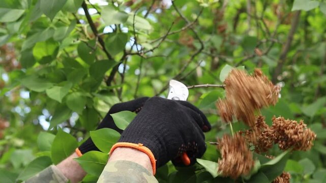 A gardener prunes the faded lilac inflorescences with a secateur. Caring for bushes in summer. Pruning lilacs in the garden so that the lilac blooms magnificently next year. Preventing seed formation