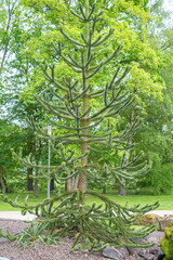 Fototapeta premium Monkey puzzle tree Araucaria araucana in park
