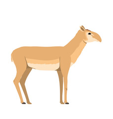 Adult saiga antelope female in sideview flat style design © Martin