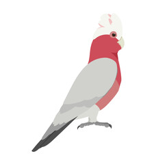 Adult male galah rose-breasted cockatoo in side view flat style icon © Martin