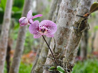 Phalaenopsis hybrid orchid with pink spotted petals growing epiphytically on a tree trunk, Jardim Botânico, Rio de Janeiro, Brazil. © Christian