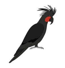 Adult black palm cockatoo in side view flat style icon © Martin