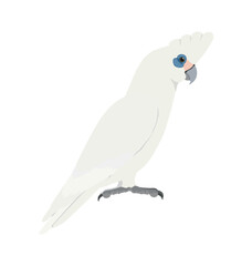 Adult little corella cockatoo in side view flat style icon © Martin