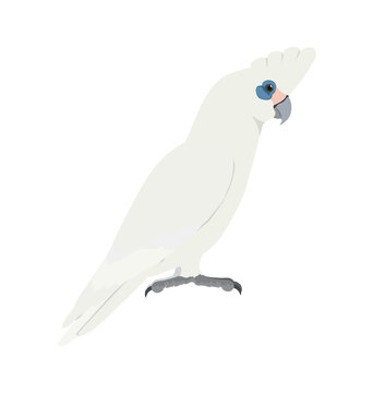 Adult little corella cockatoo in side view flat style icon