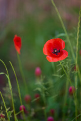 Fototapeta premium Wild red poppy flowers in natural summer meadow with soft green background