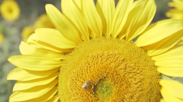 Sunflower close up with busy bees collecting pollen