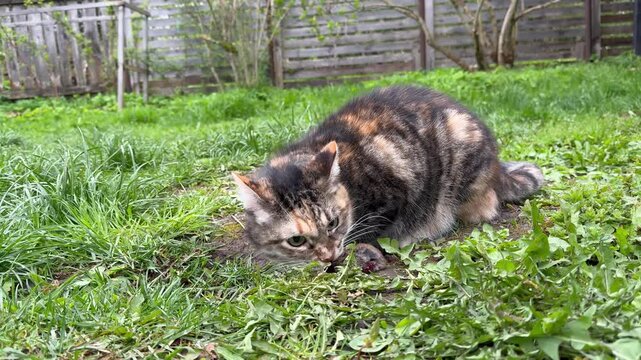 Fluffy calico cat hunting and catching a mouse in a green backyard garden.