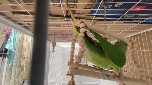 green Alexandrine Parakeet (Psittacula eupatria) perched on a wooden climbing frame in its birdcage