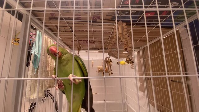 green Alexandrine parakeet (Psittacula eupatria) is perched in a metal birdcage, extending its head out.