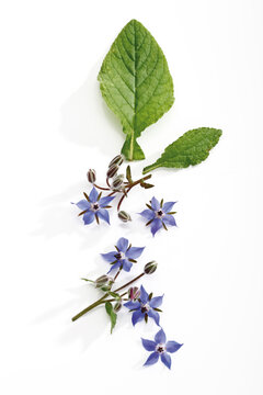 Flowering borage (Borago officinalis), elevated view