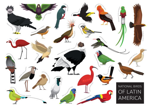 Latin America National Birds Set Cartoon Vector Character