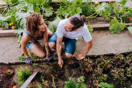 Smiling couple looking at each other while planting in vegetable garden