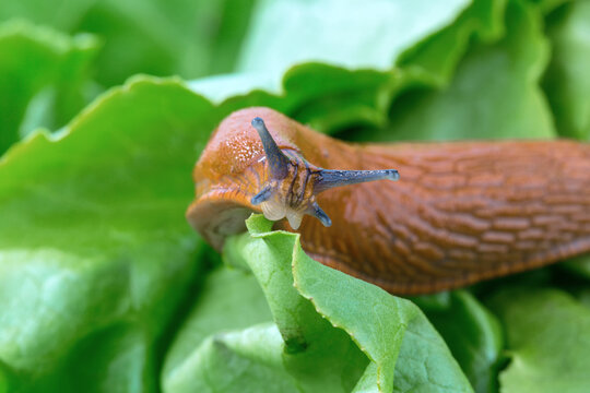 Slug eating leaf of lettuce, close up