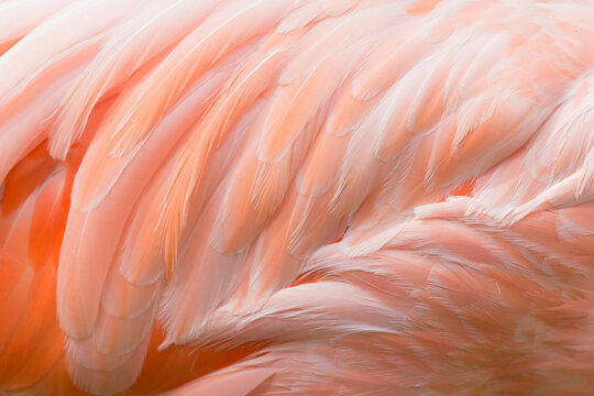 Feathers of pink flamingo, close-up