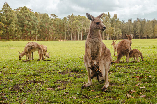 Australia, New South Wales, kangoroos, some with joey (Macropus giganteus) on meadow