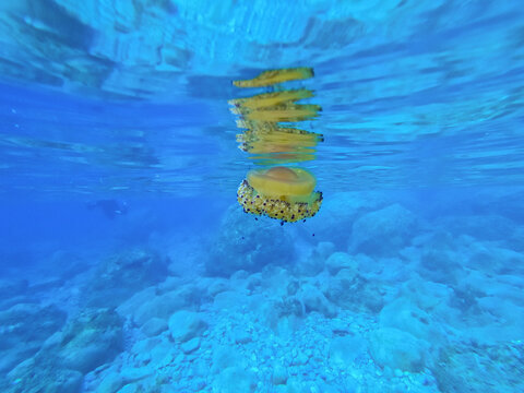 A fried egg jellyfish near the coast, close to the surface in the mediterrannean sea