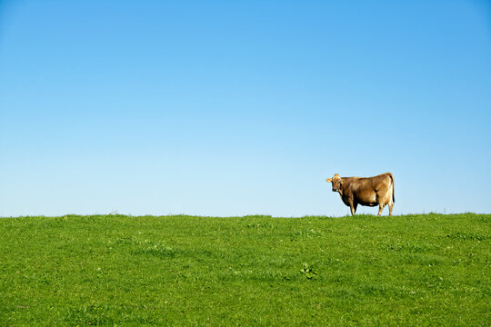 Germany, Bavaria, Allgaeu, cow on pasture