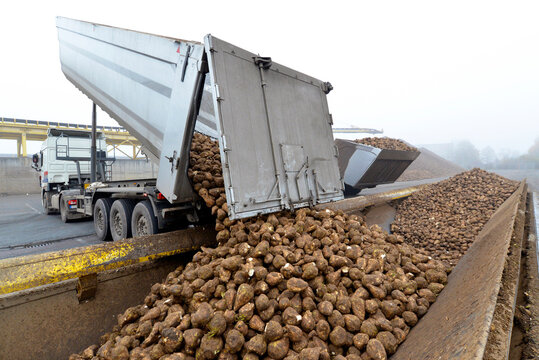 Delivery of sugar beets at a sugar mill