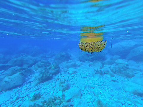 A fried egg jellyfish near the coast, close to the surface in the mediterrannean sea