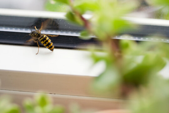 Wasp at window