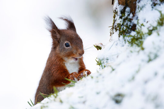 Portrait of eating Eurasian red squirrel in snow