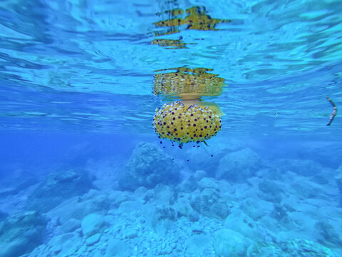 A fried egg jellyfish near the coast, close to the surface in the mediterrannean sea