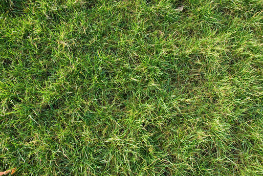Grass, close-up, full frame