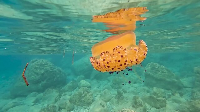 A fried egg jellyfish near the coast, close to the surface in the mediterrannean sea