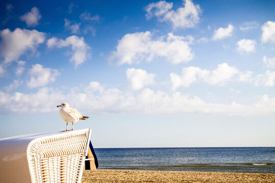 Germany, Usedom Island, Ahlbeck, seagull standing on hooded beach chair at sunlight