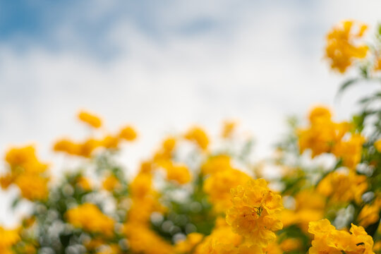 Tecoma stans, commonly known as Yellow Elder, is a beautiful shrub with bright yellow, trumpet-shaped flowers.